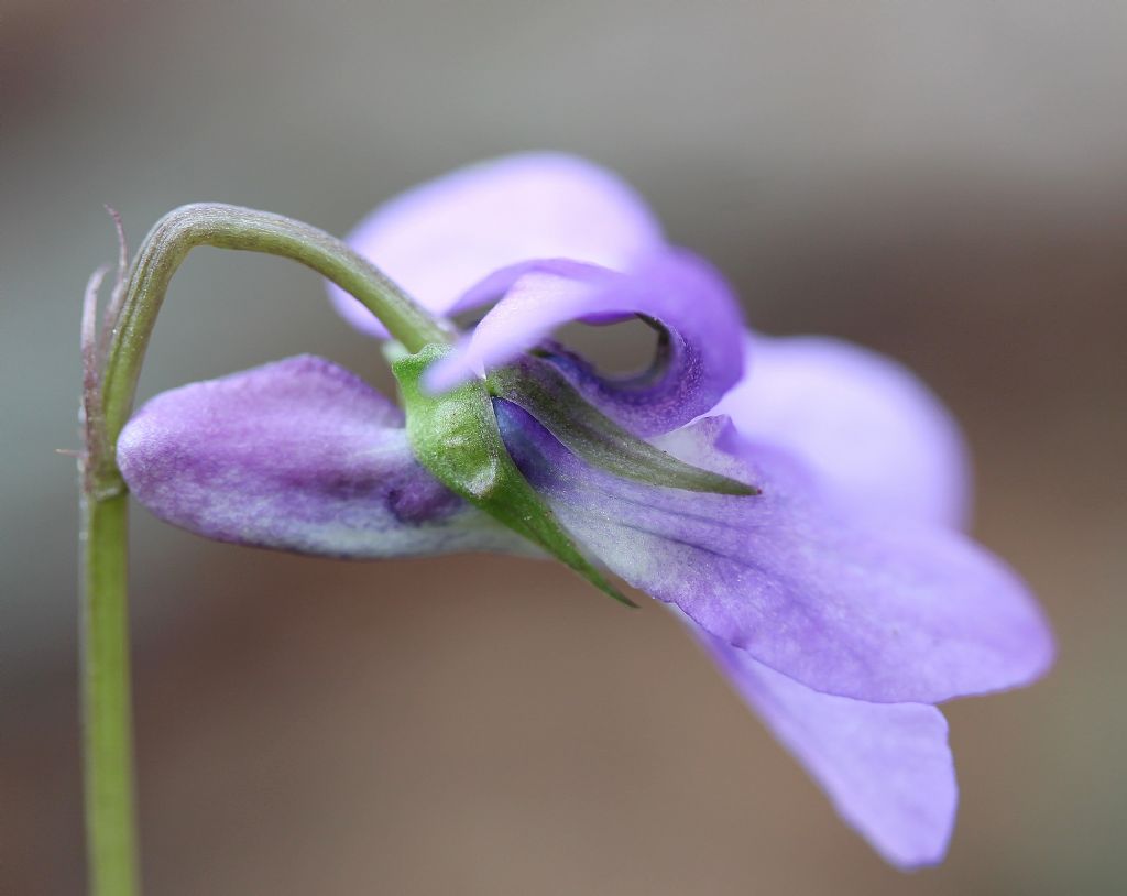 Azeglio (TO) - Viola reichenbachiana